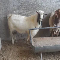 بزغاله نر