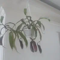گیاه حشره خوار، گیاه گوشت خوار