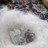 جوجه قناری