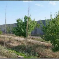 فروش-زمین-باغی