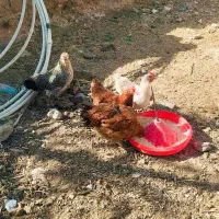 مرغ رسمی تخم گذار