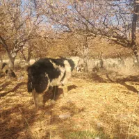 قوچ بختیاری