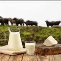 شیرگاومیش