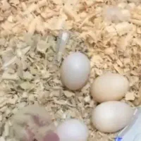تخم عروس هلندی