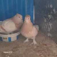 یک جفت زرد کاکلی پا پر