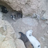 ۴عدد سگ نگهبان اصیل
