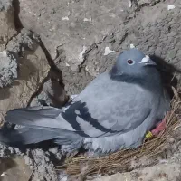کبوتر مسافتی پلاکی