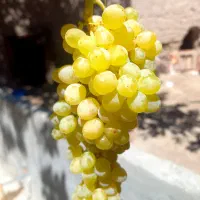 انگور بیدانه