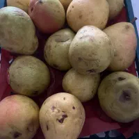 فروش گلابی تگرگی برای سرکه و لواشک