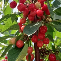 آلبالو اسراییلی وگوشواره ای