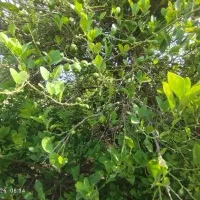اجاره باغ لیمو برنطین
