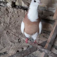 کبوتر طوق لیمو