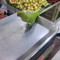 طوطی گمشده