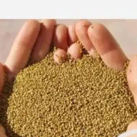 فروش بذر یونجه به هر میزان