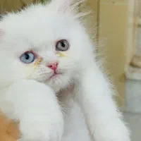 توله گربه اسکاتیش-پرشین