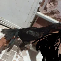 یک جوجه خروس ماده مرغی