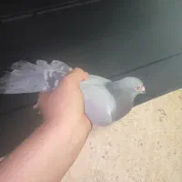 پلاکی مسافتی اصیل چشم خون غریب معامله