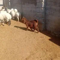 بزغاله ماده پاکستانی