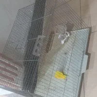قفس پرنده‌