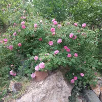 گلابگیری