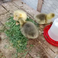 ۳عدد جوجه قوغاز اصل