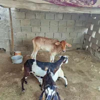 گوساله و کهره نری