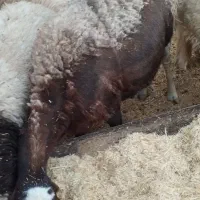 میش|حیوانات مزرعه|پاسارگاد, |دیوار