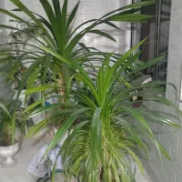 فروشی گل طبیعی