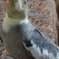 عروس هلندی گم شده