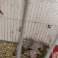 جفت قناری طوطی سنگال ماده و