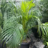 کارمند فروش آقا با فن بیان بالا