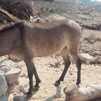 فروش قاطر