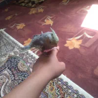 عروس هلندی سخنگوی