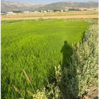 نشا چلتوک