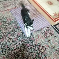 سگ هاسکی|سگ|جیرفت, |دیوار