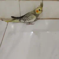 جوجه عروس