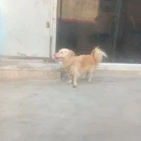 سگ واگزاری رایگان