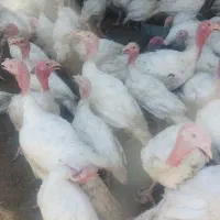 بوقلمون بیوتی