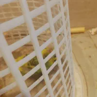 مرغ عشق ماده