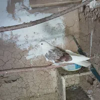 پرنده