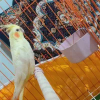 عروس هلندی نر خوشگل صاف