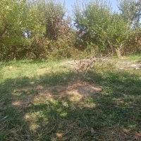 کبوتر|پرنده|نهاوند, |دیوار
