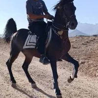 نوه کامران بزرگ