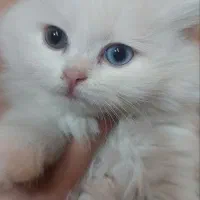 واگذاری پرشین خاص دو رنگ چشم (Odd-Eye واقعی)