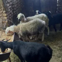 بز و میش کشتنی