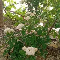 4300مترباغ-در-شهرتوریستی-فیرورق-پره