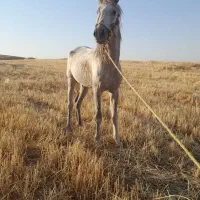 اسب|اسب و تجهیزات اسب‌سواری|اسلام‌‌آباد غرب, |دیوار