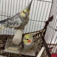 عروس هلندی جوجه نر و ماده گل باقالی