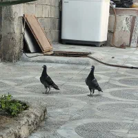 جوجه مسافتی به شرط
