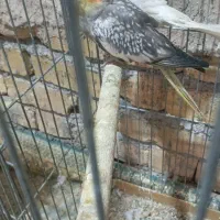 فروش یک جفت مولد عروس هلندی